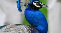 30 peacocks found dead as birds continue to vanish from Florida town, neighbors say