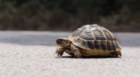 A bucket of beans and someone's pet turtle: Uber reveals 'most unique' items passengers left behind