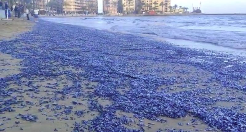Beach covered in blue jellyfish.