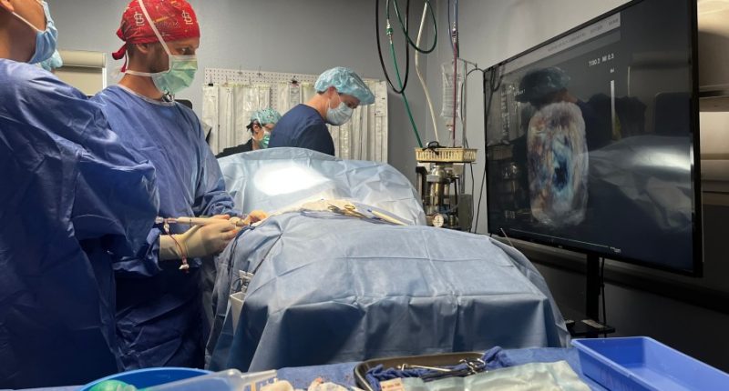 BluePearl Tampa among the first in nation to offer new heart procedure
