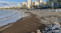 Marbella beach covered in seaweed.