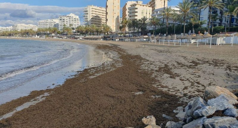 Marbella beach covered in seaweed.