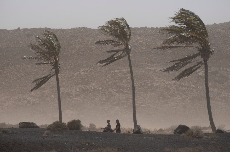 Palm trees bending in the wind during a dust storm.