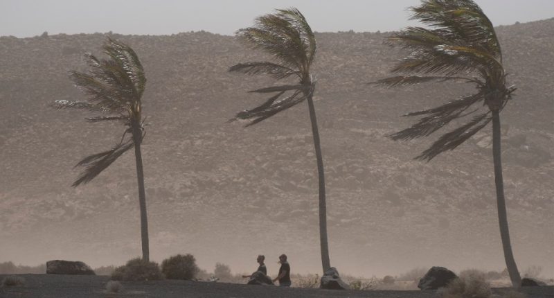 Palm trees bending in the wind during a dust storm.