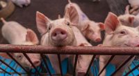 China cancels 12,000 metric tons of US pork shipments 