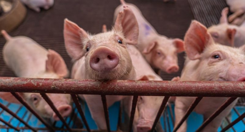 China cancels 12,000 metric tons of US pork shipments 