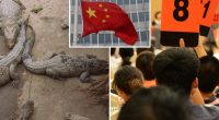 China court auctions off 100 tons of live crocodiles for half a million dollars