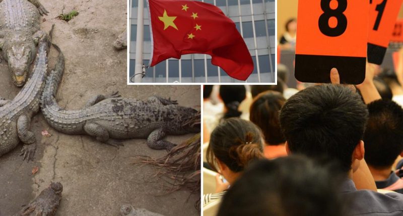 China court auctions off 100 tons of live crocodiles for half a million dollars
