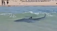 Shark swimming near shore with people on the beach.
