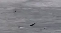 Several dolphins swimming in the ocean near a beach.