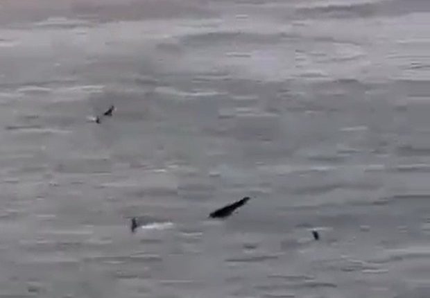 Several dolphins swimming in the ocean near a beach.