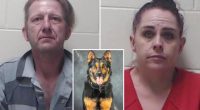 Florida culprit evading arrest in tree nabbed by K9 who sniffed out his nefarious scent