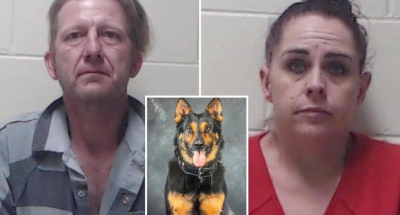 Florida culprit evading arrest in tree nabbed by K9 who sniffed out his nefarious scent