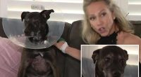 Florida dog mom Kim Spencer pries open raging gator's mouth to rescue her pooch