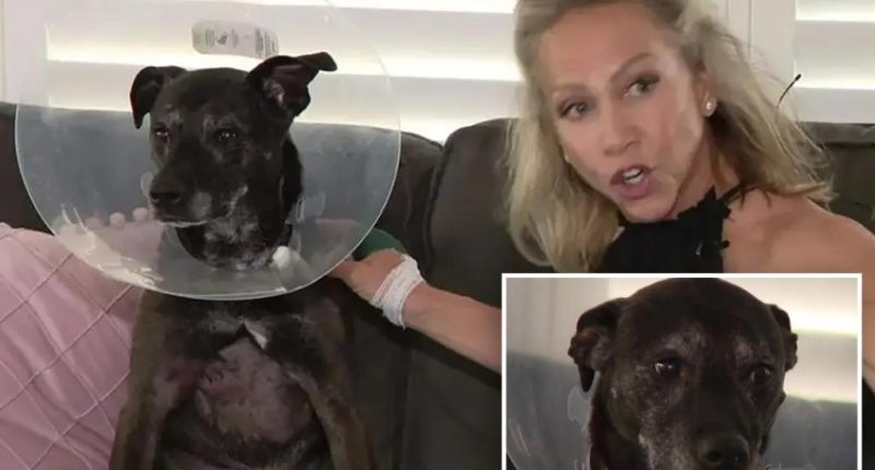 Florida dog mom Kim Spencer pries open raging gator's mouth to rescue her pooch