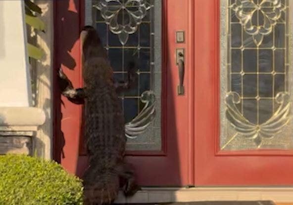 Florida doorbell camera captures alligator up on hind legs, 'knocking' on door
