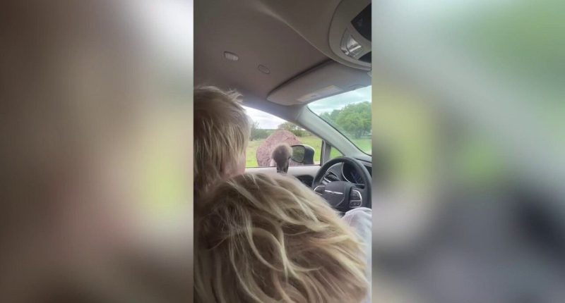Former British PM Boris Johnson attacked by ostrich at Texas park: 'Oh, f****** hell!'