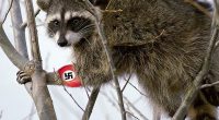 Raccoon in a tree with a swastika on its arm.