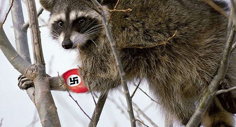 Raccoon in a tree with a swastika on its arm.