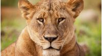 Close-up of a lioness at Lake Nakuru National Park in Kenya.