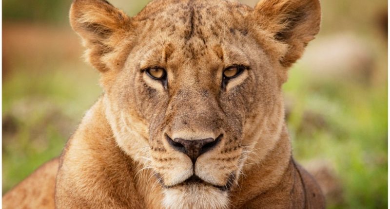 Close-up of a lioness at Lake Nakuru National Park in Kenya.