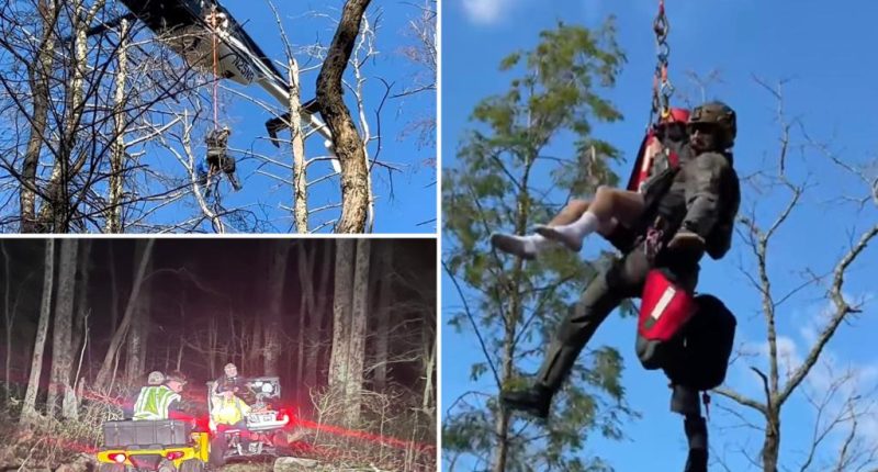 Hiker sleeping in hammock killed when tree falls on Georgia campsite
