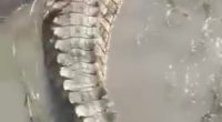 A man touching a crocodile's back.