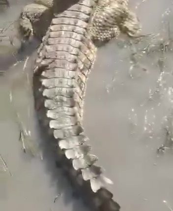 A man touching a crocodile's back.