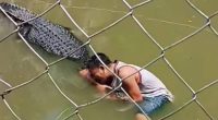 A man being attacked by a crocodile in a zoo enclosure.