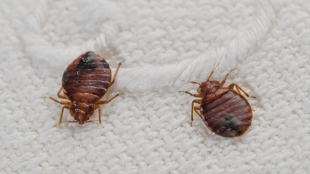 How to spot a bedbug infestation