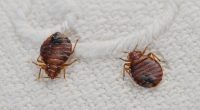How to spot a bedbug infestation