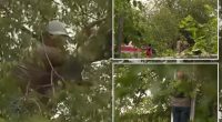 Illegal immigrant in ICE custody after hiding in tree for over 6 hours