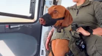 Inside the Texas DPS K-9 program: Strengthening border security and combating crime