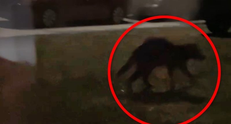 Nighttime photo of a dark-colored creature walking near a road.
