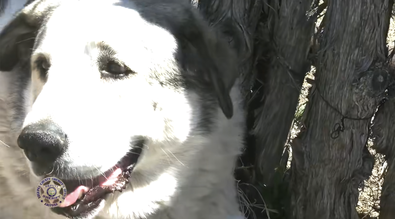 Lost toddler found miles from home by dog that guided him to safety, sheriff says