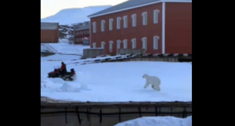 Man drops gun, flees charging polar bear by hopping on snowmobile, video shows