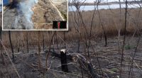 Marine Park planting 'non-flammable' plants after dangerous surge in wildfires