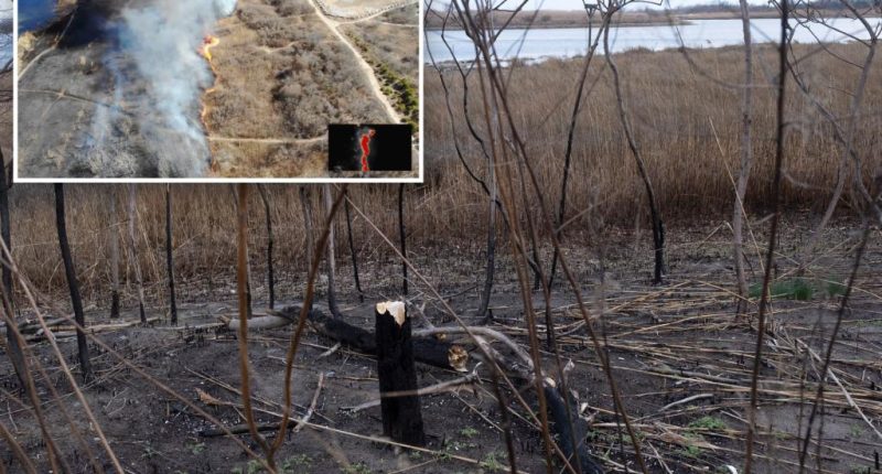 Marine Park planting 'non-flammable' plants after dangerous surge in wildfires