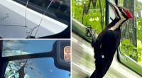 Massachusetts town Rockport vandalized by woodpecker who's damaged 25 cars in mating season pecking spree