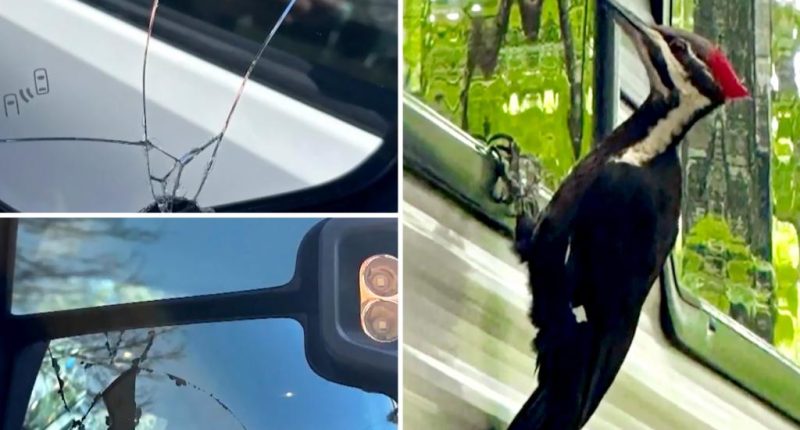 Massachusetts town Rockport vandalized by woodpecker who's damaged 25 cars in mating season pecking spree