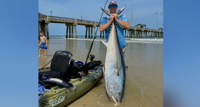 Massive bluefin tuna catches halted at pier after officials step in, manager says