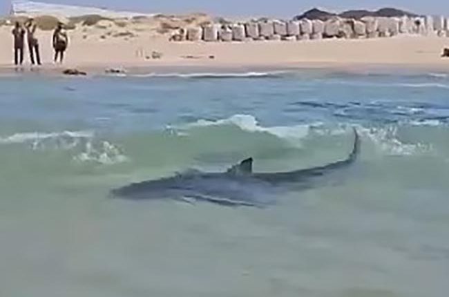 Shark near shore as onlookers watch.