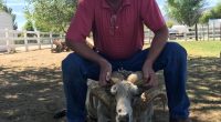 Man squatting next to a ram with large horns.