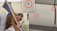 Mosquitoes takes over entire plane