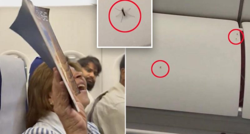 Mosquitoes takes over entire plane