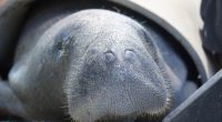 Mother manatee and her calf recovering at ZooTampa after months trapped in canal