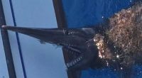 Goblin shark caught by fishermen off the coast of Gran Canaria.