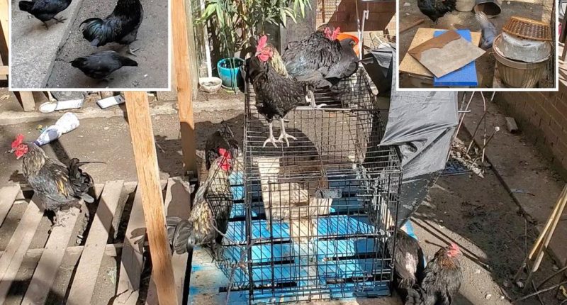 NYC tenant tormenting neighbors with flock of rowdy roosters, parrots and other boisterous birds