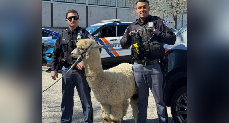 New York cops capture alpaca that 'was on the lam' after escaping a trailer