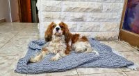 A Cavalier King Charles Spaniel lying on a blanket.